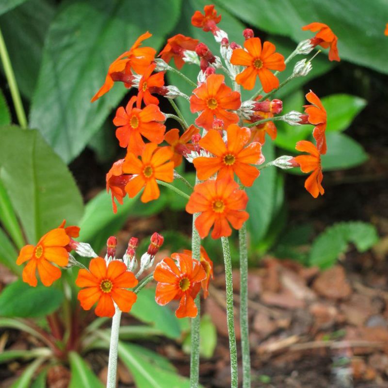 PRIMULA cockburniana- (1308)